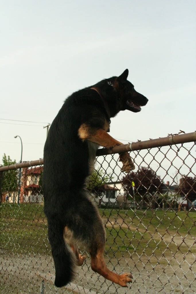 The best fence for dogs is the one that will keep him safe in your property!